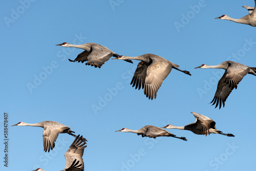 Fotografie Sandhill crane (Grus canadensis) in flight; Crane Trust; Nebraska