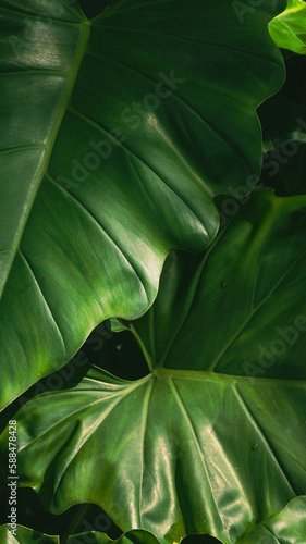 green leaf texture (ID: 588478428)