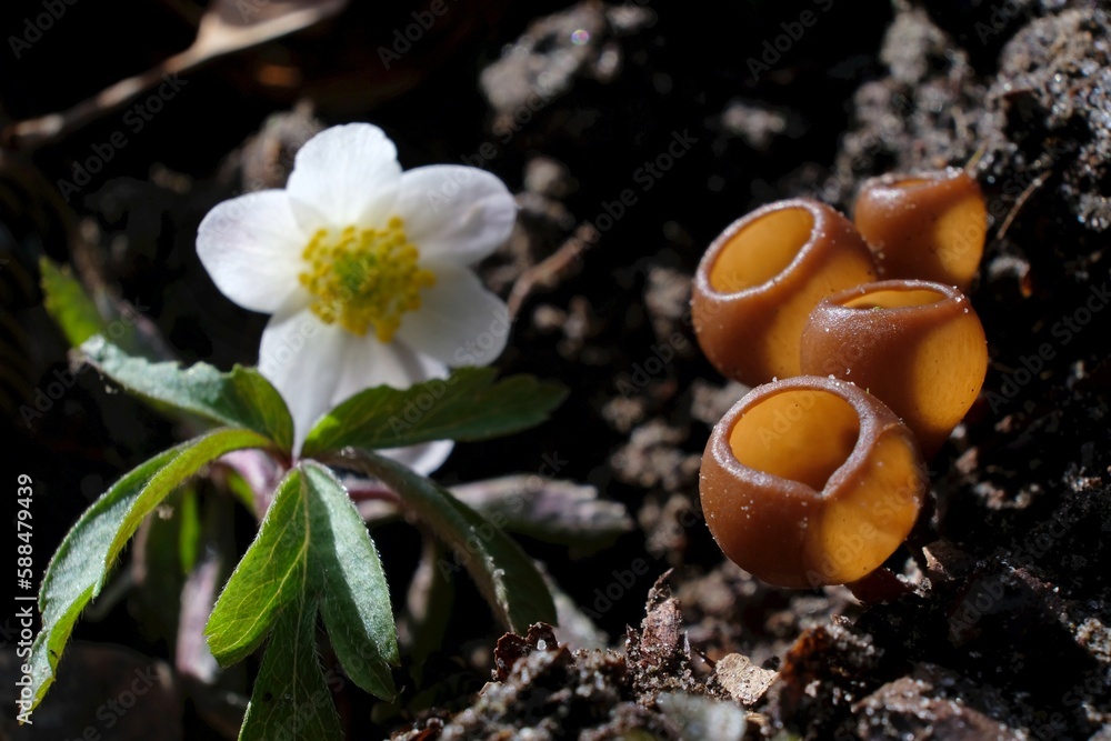 Amazing little mushroom - Dumontinia tuberosa. Parasites on the anemone rhizomes. Amazing little mushroom - Dumontinia tuberosa. Parasites on the anemone rhizomes.