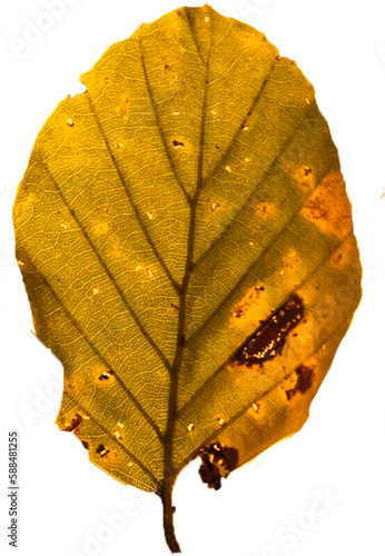 Close up of dry green leaf