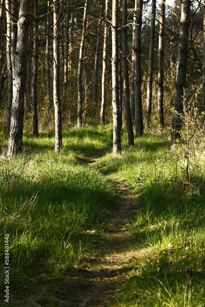 Obraz premium footpath in the forest