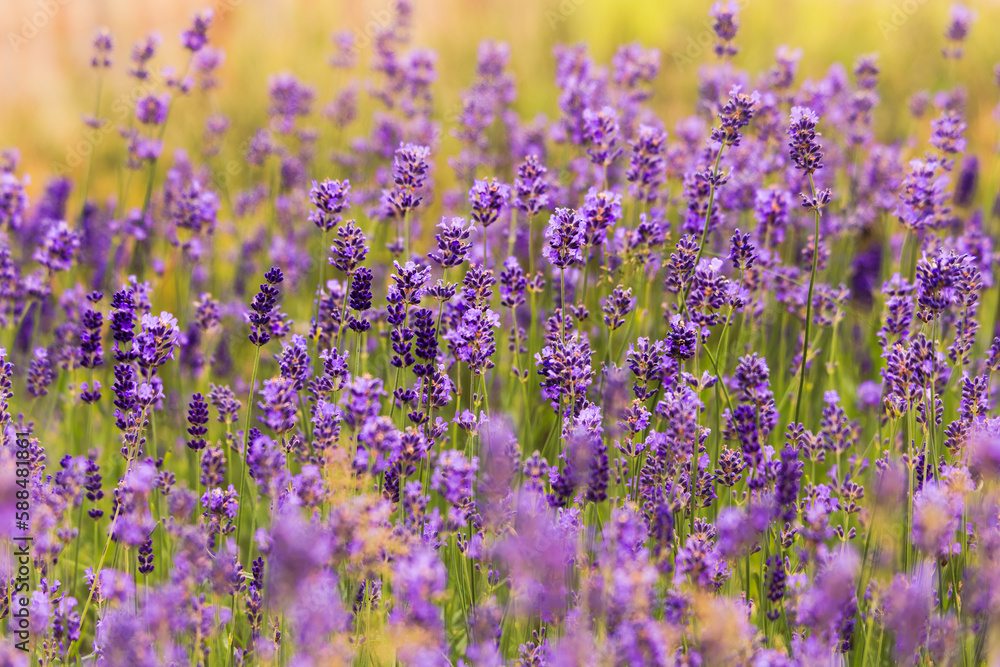 Beautiful lavanda field background, shallow depth of field. Beautiful lavanda field background, shallow depth of field.