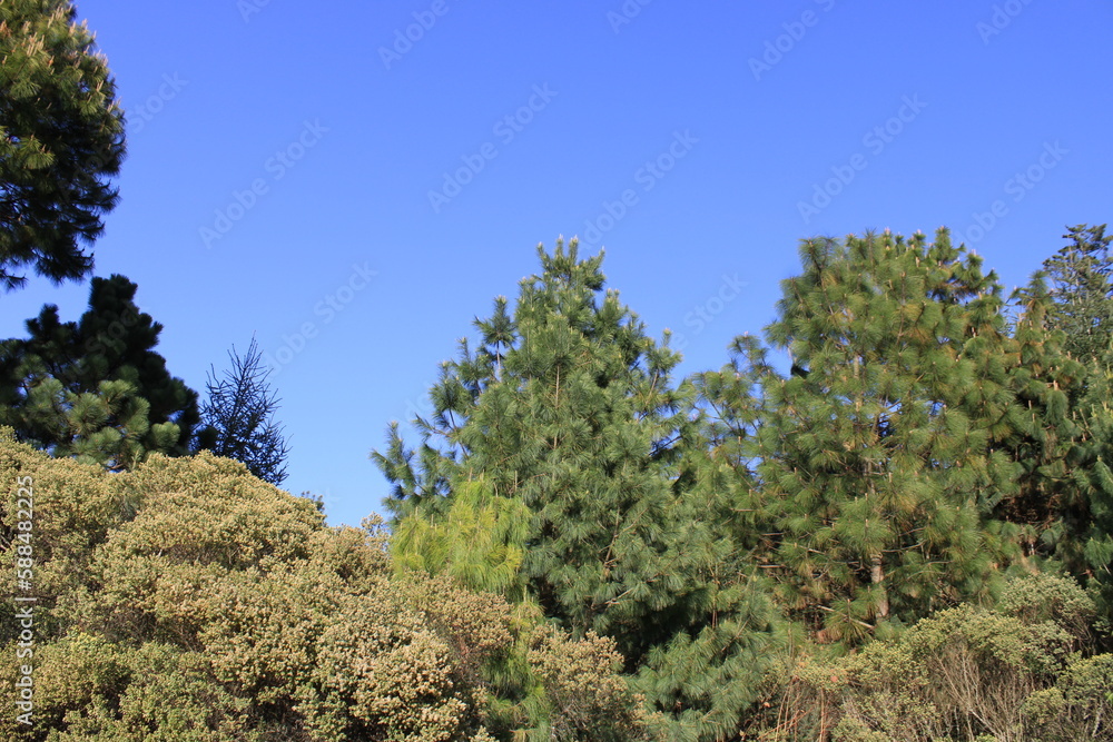 Bosques Bosques