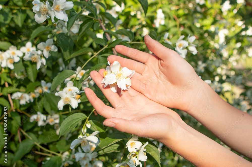 white jasmine flowers in hands in the garden white jasmine flowers in hands in the garden