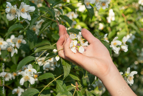 white jasmine flowers in hands in the garden