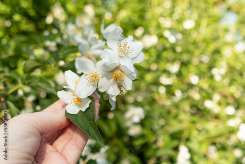 white jasmine flowers in hands in the garden