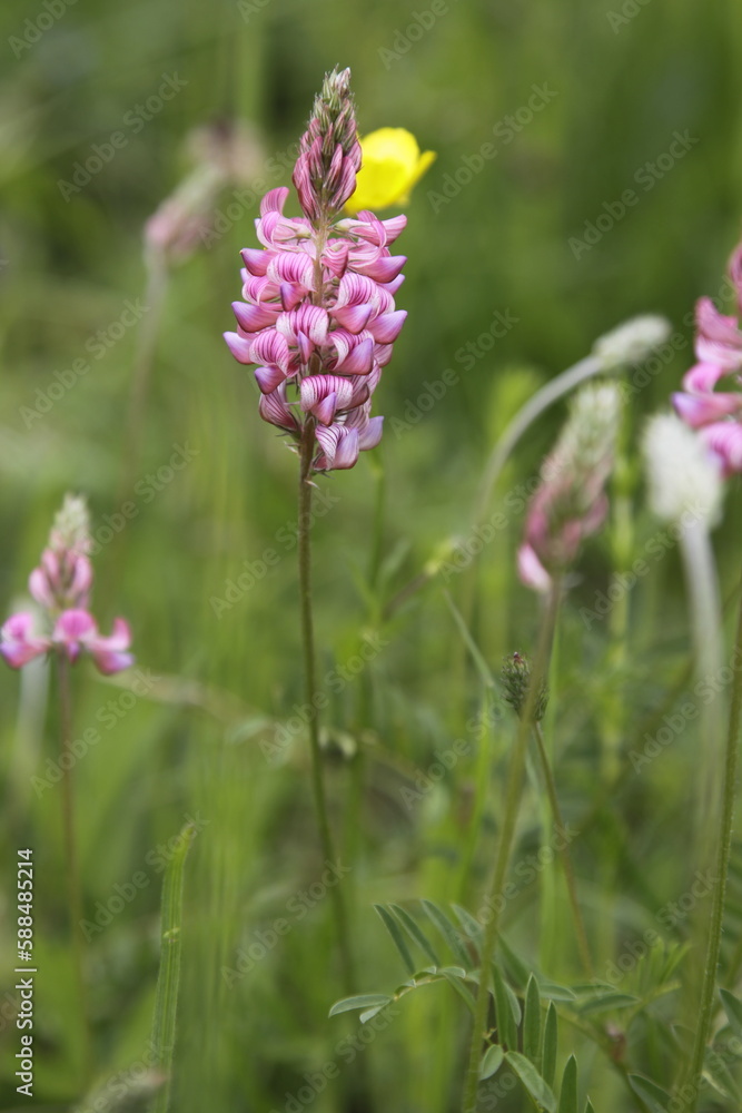Onobrychis viciifolia flower on a meadow Onobrychis viciifolia flower on a meadow