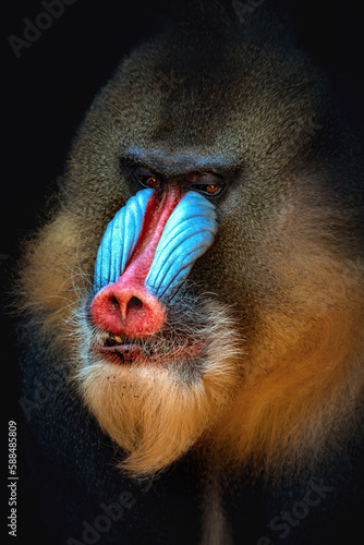 portrait of a baboon on a dark background