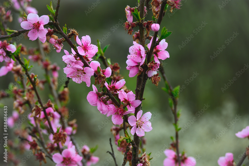 The trees blossomed. Pink Flowers on the tree branches on a spring day. The trees blossomed. Pink Flowers on the tree branches on a spring day.