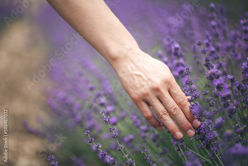 Lavender field. Fresh lavender flowers. The main focus is on the lavender flower in the lavender field.