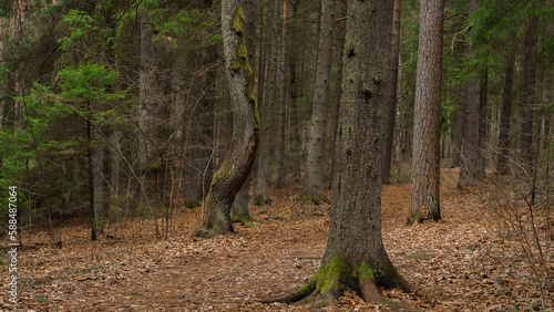mossy trees in European pine woods during early spring