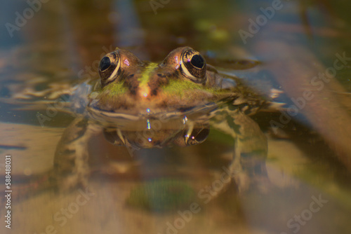 beautiful green frog in the water, in the pond Big black eyes. The frog is reflected in the water. Reflection. Sunny day