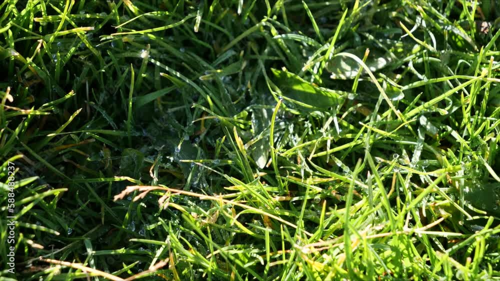 Timelapse. The grass melts and rises up after a cold night Timelapse. The grass melts and rises up after a cold night