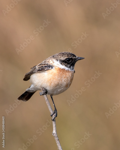 Siberian stonechat or Saxicola maurus observed in Greater Rann of Kutch in India
