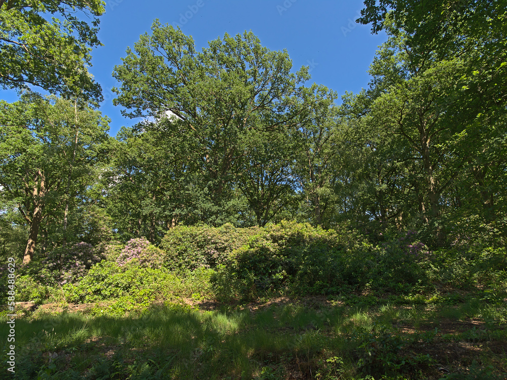 Mixed forest with pine and deciduous trees and rhododendron bush with pink flowers on a sunny summer day with in Kalmthoutse heide nature reserve, Flanders, Belgium Mixed forest with pine and deciduous trees and rhododendron bush with pink flowers on a sunny summer day with in Kalmthoutse heide nature reserve, Flanders, Belgium