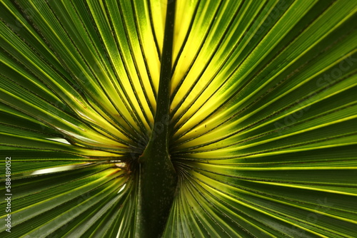 Palmwedel im Gegenlicht