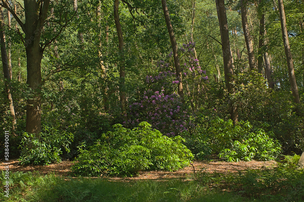 Mixed forest with pine and deciduous trees and rhododendron bush with pink flowers on a sunny summer day with in Kalmthoutse heide nature reserve, Flanders, Belgium Mixed forest with pine and deciduous trees and rhododendron bush with pink flowers on a sunny summer day with in Kalmthoutse heide nature reserve, Flanders, Belgium
