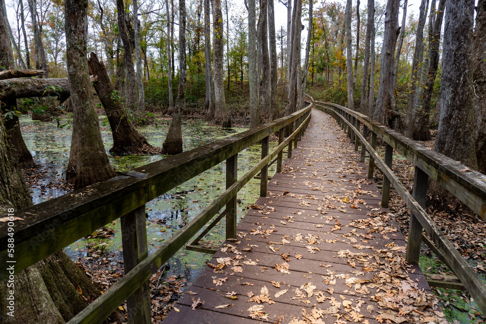 Cypress Swamp along Natchez Trace Parkway and Natchez Trace National Scenic Trail. Boardwalk through water tupelo and bald cypress swamp in silted over river channel. 