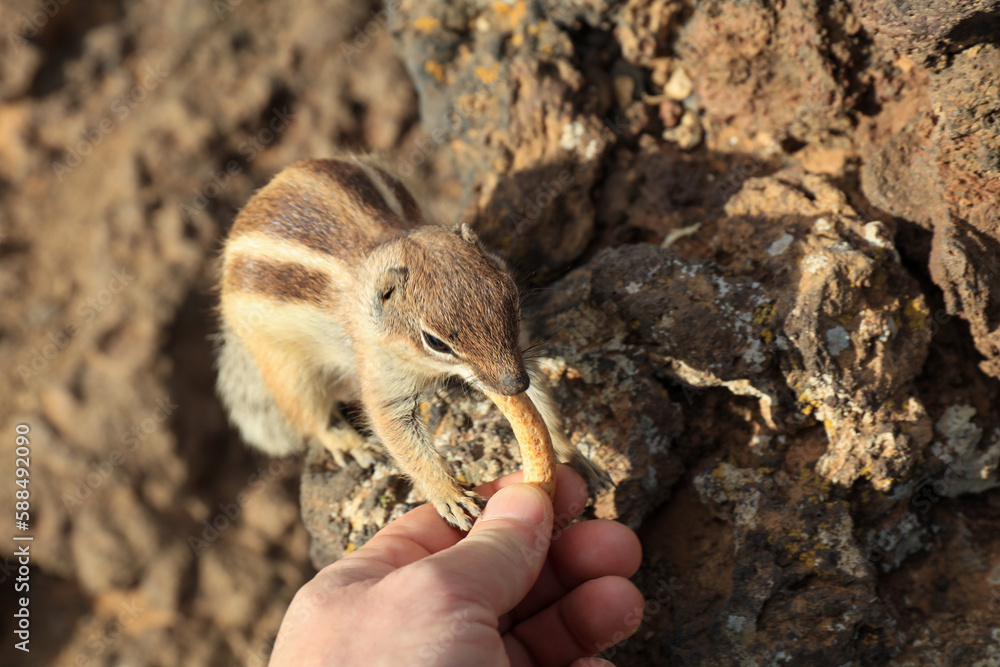 Close-up of a Chipmunk eating snack from a human hand on the top of a Vulcan crater. POV Close-up of a Chipmunk eating snack from a human hand on the top of a Vulcan crater. POV