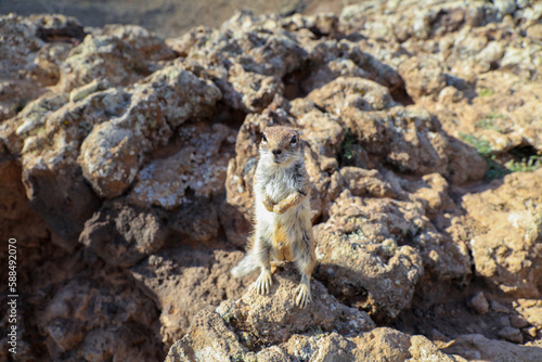 Close-up of a Chipmunk on the top of a Vulcan crater.