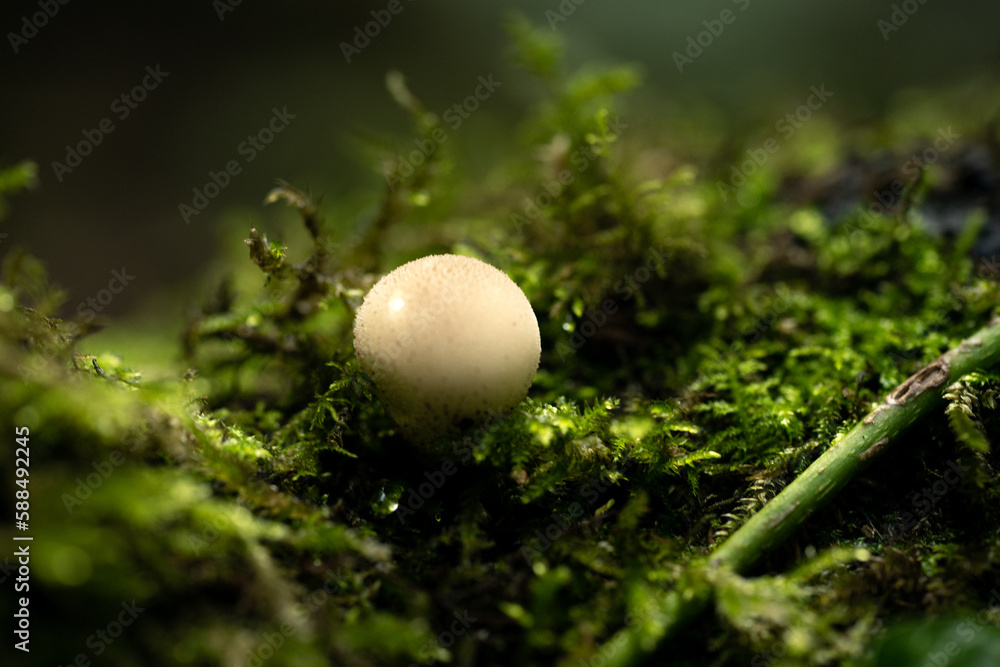 Fungi on moss Fungi on moss