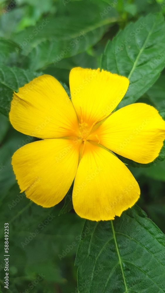 yellow flower yellow flower