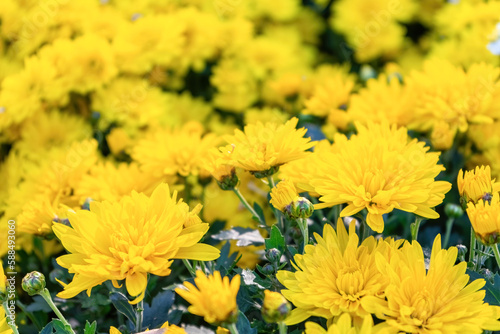 Fresh bright blooming yellow chrysanthemums bushes in autumn garden outside in sunny day. Flower background for greeting card  wallpaper  banner  header.