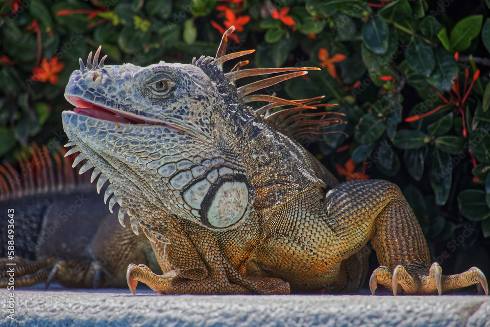 Fototapeta premium Common green Iguana in sunny day