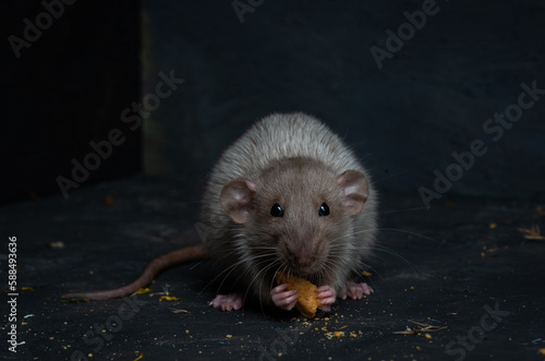 studio, domestic, white, rodent, cute, pet, tail, rat, young, animal, fluffy, mouse, funny, small, nose, hairy, mammal, fur, background, closeup, pest, isolated, paw, curiosity, hair, shot, little, wh