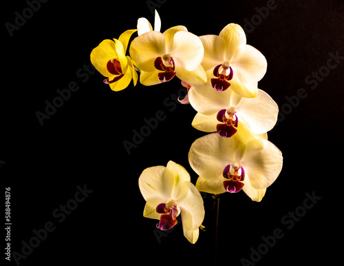 Yellow Pastel Orchid on a Dark Background