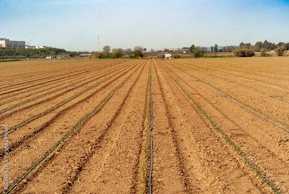 Campo de cultivo de tomate recién plantado, con sistema de riego por goteo.