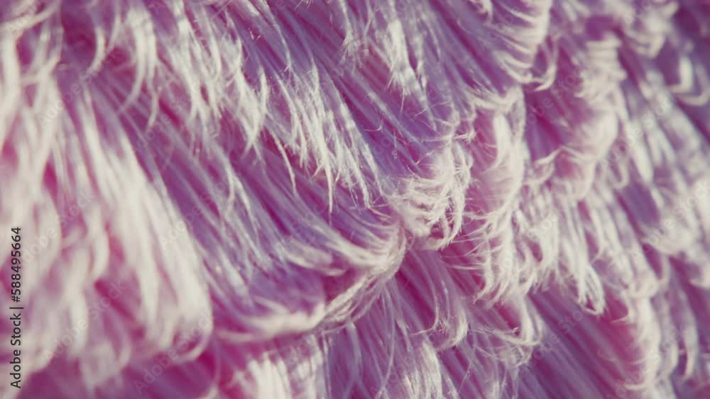 Pink wool woollen bubble on wind. Art interesting woolen texture moving on strong wind blowing. Sun back light. Creative textures and backgrounds. High quality 4k footage Pink wool woollen bubble on wind. Art interesting woolen texture moving on strong wind blowing. Sun back light. Creative textures and backgrounds. High quality 4k footage