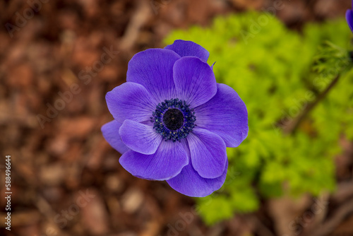 Foto beautiful deep purple Anemone de Caen Mr