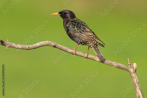 Common Starling