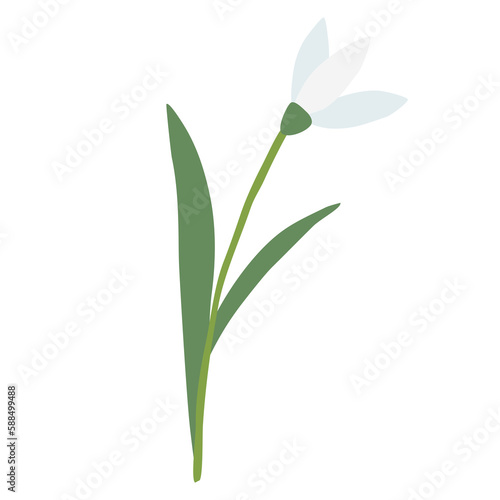 Raising snowdrop spring flower  isolated on white background  vector