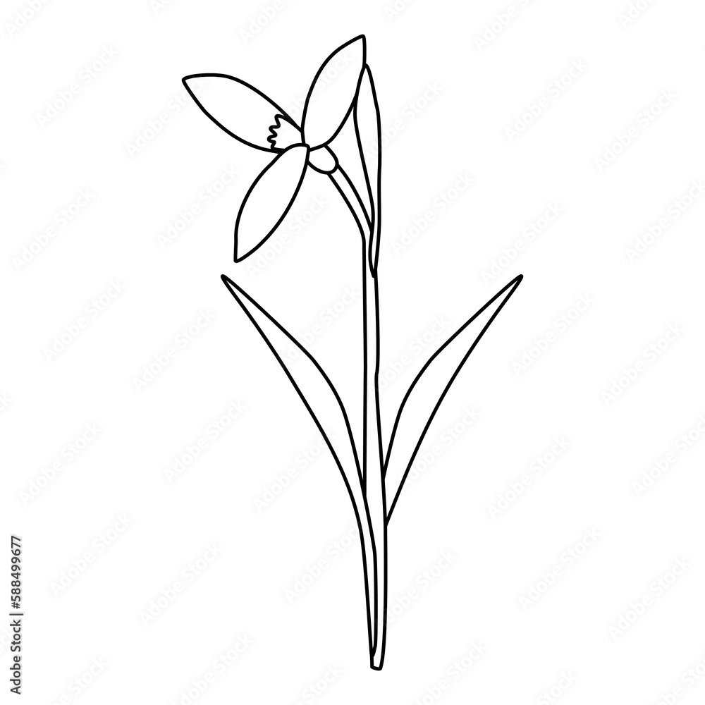 Obraz premium Raising snowdrop spring flower, open bud, doodle style flat vector outline for coloring book