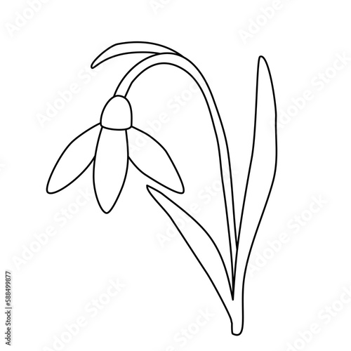 Leaning snowdrop spring flower, open bud,, doodle style flat vector outline for coloring book