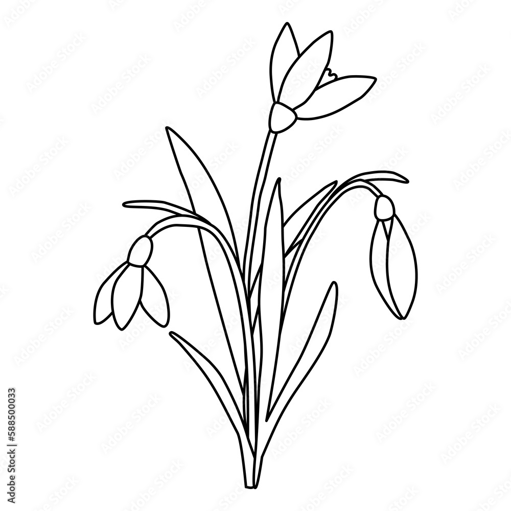 Obraz premium Bouquet of snowdrops spring flowers, doodle style flat vector outline for coloring book