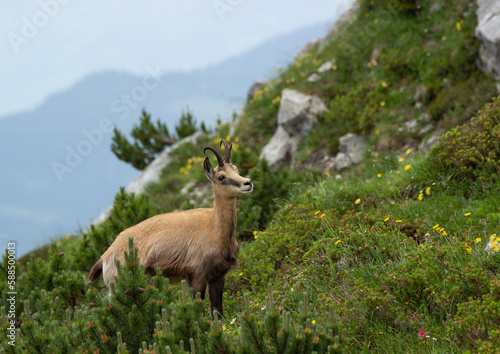 Mountain chamois (Rupicapra rupicapra) in the wild in the Austrian mountains . Taken in the Austrian Alps.