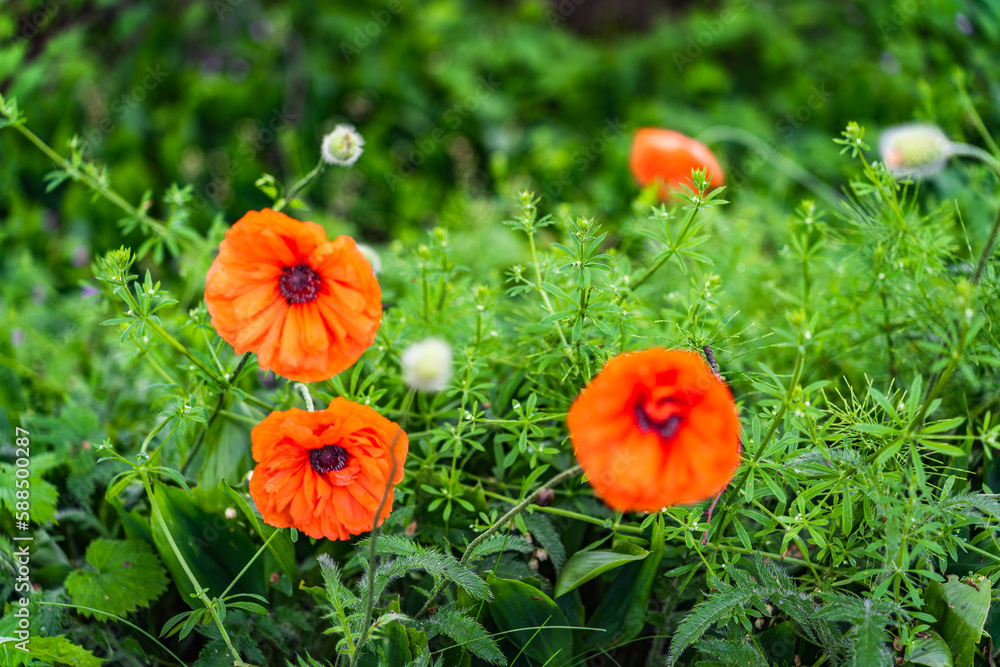 Wildflower poppies blooming with red flowers in the fields in spring Wildflower poppies blooming with red flowers in the fields in spring