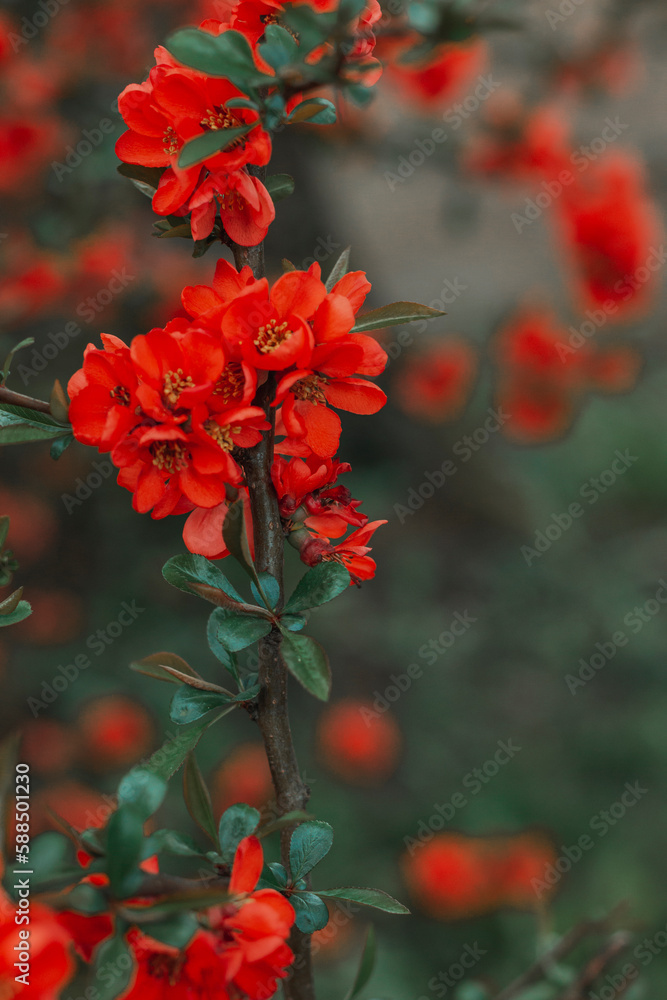 Red bright beautiful flowers with green leaves. Brush. Natural background