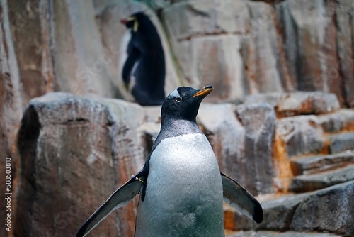 Penguins on the rocks at Biodome in Montreal photo