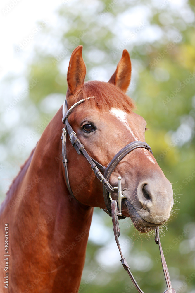 Headshot of a purebred horse against natural background at rural ranch on horse show summertime outddors Headshot of a purebred horse against natural background at rural ranch on horse show summertime outddors