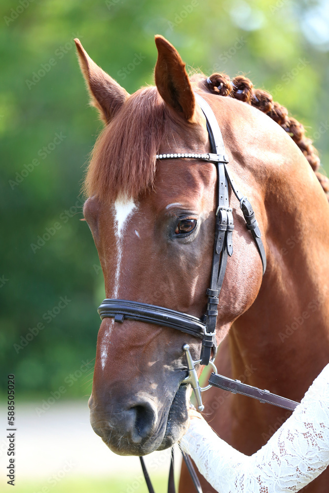 Fototapeta premium Headshot of a purebred horse against natural background at rural ranch on horse show summertime outddors