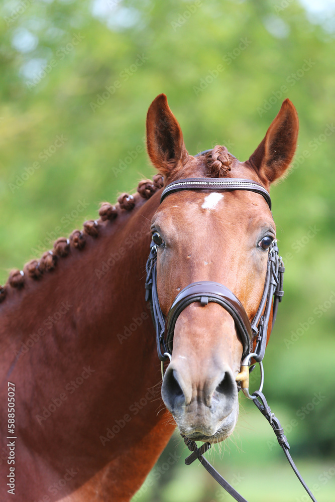 Obraz premium Headshot of a purebred horse against natural background at rural ranch on horse show summertime outddors