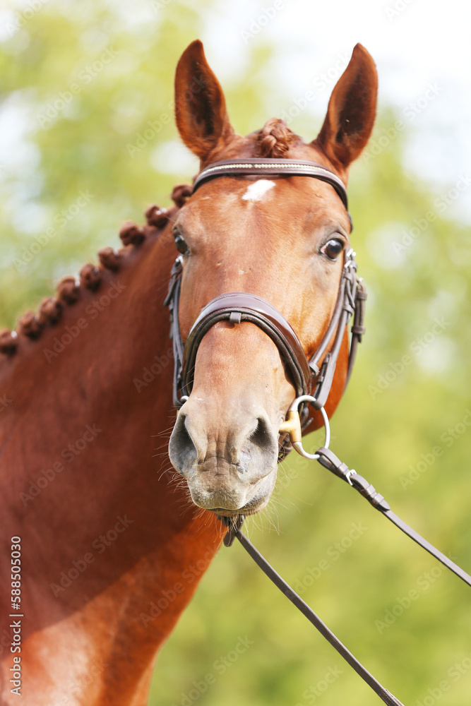 Φωτογραφία Headshot of a purebred horse against natural background at rural ranch on horse