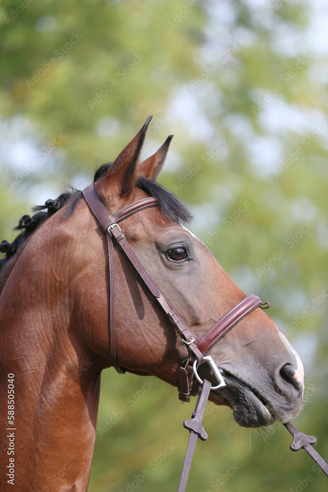 Headshot of a purebred horse against natural background at rural ranch on horse show summertime outddors Headshot of a purebred horse against natural background at rural ranch on horse show summertime outddors