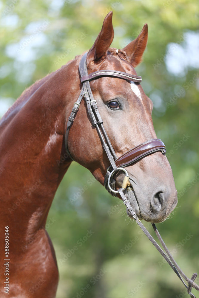 Headshot of a purebred horse against natural background at rural ranch on horse show summertime outddors Headshot of a purebred horse against natural background at rural ranch on horse show summertime outddors
