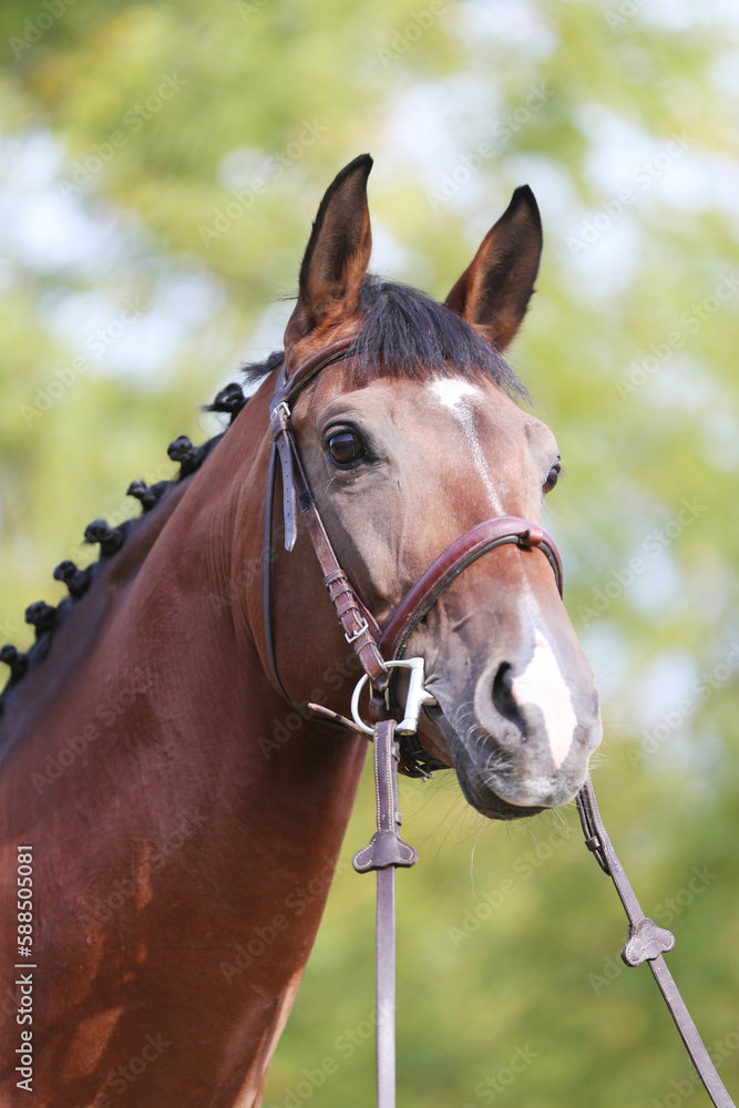 Obraz premium Headshot of a purebred horse against natural background at rural ranch on horse show summertime outddors