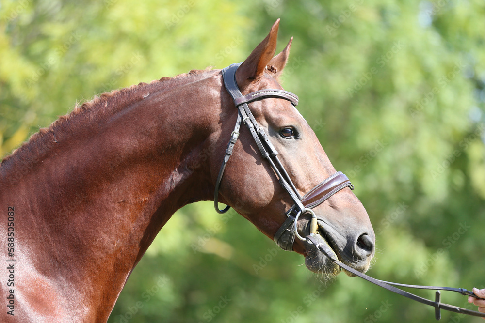 Headshot of a purebred horse against natural background at rural ranch on horse show summertime outddors Headshot of a purebred horse against natural background at rural ranch on horse show summertime outddors